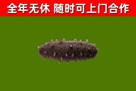 汕头烟酒回收干海参.jpg